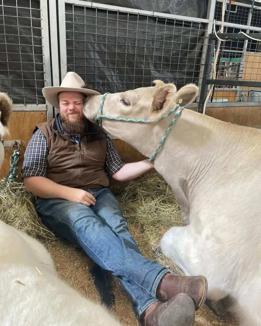 Daniel with one of Ferguson Livestock’s Murray Grey cattle