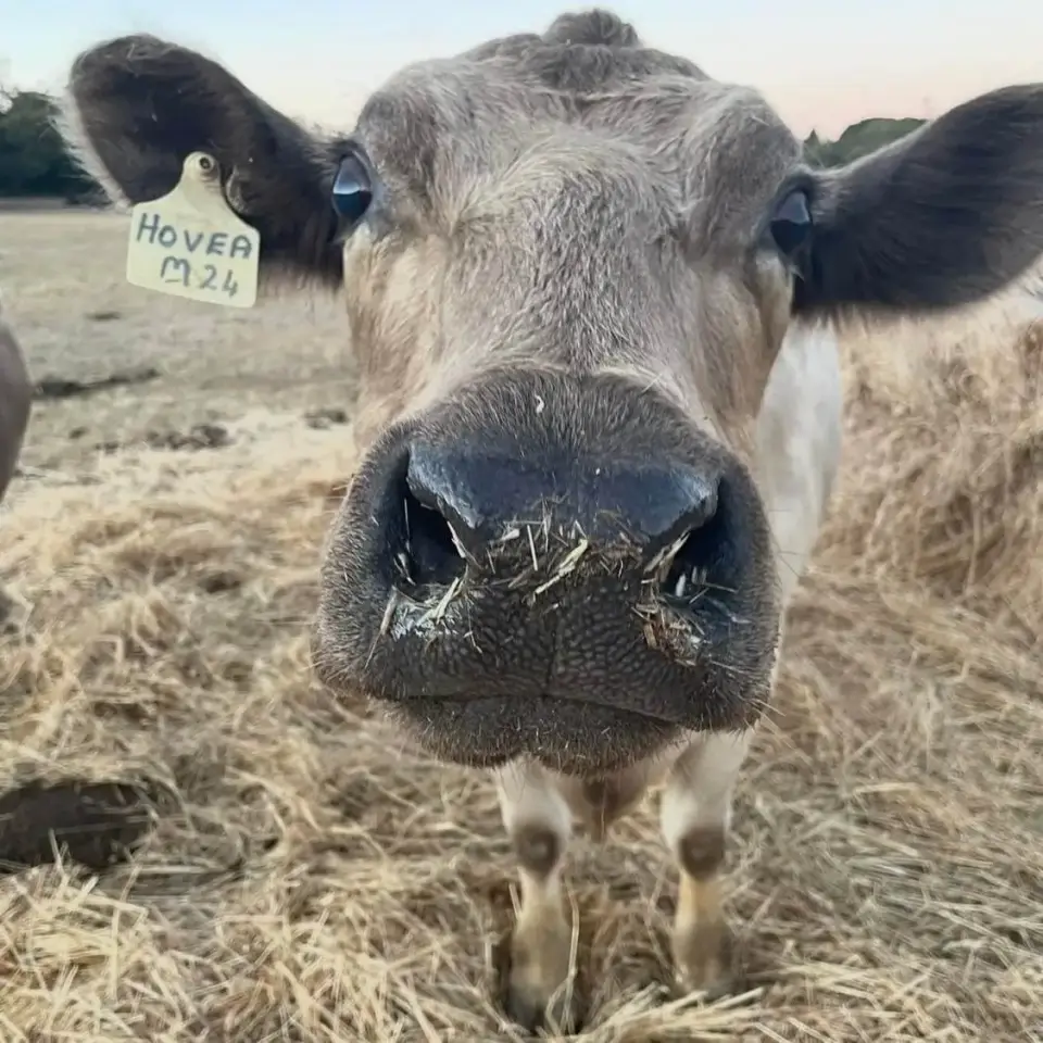 One of the Ferguson Livestock Murray Grey cattle